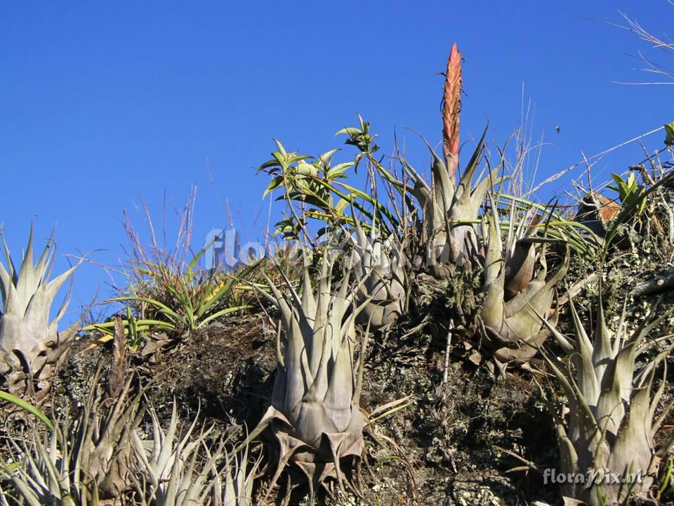 Tillandsia petraea