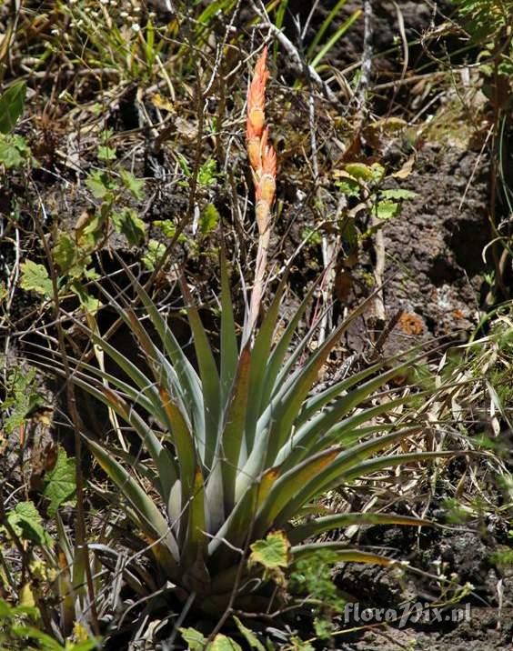 Tillandsia 