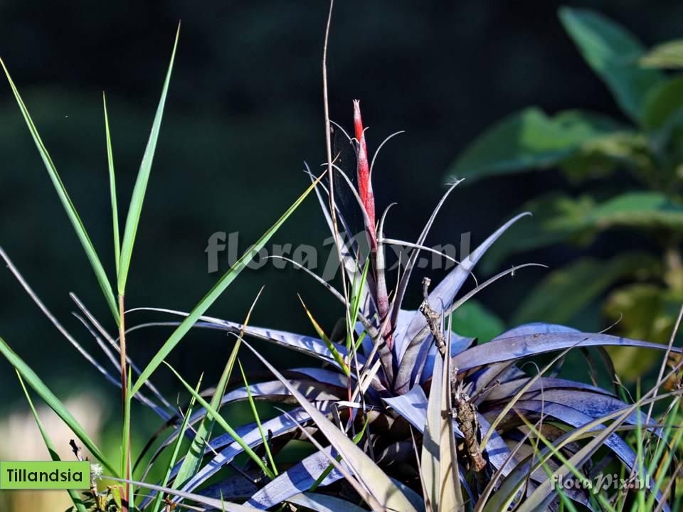 Tillandsia latifolia