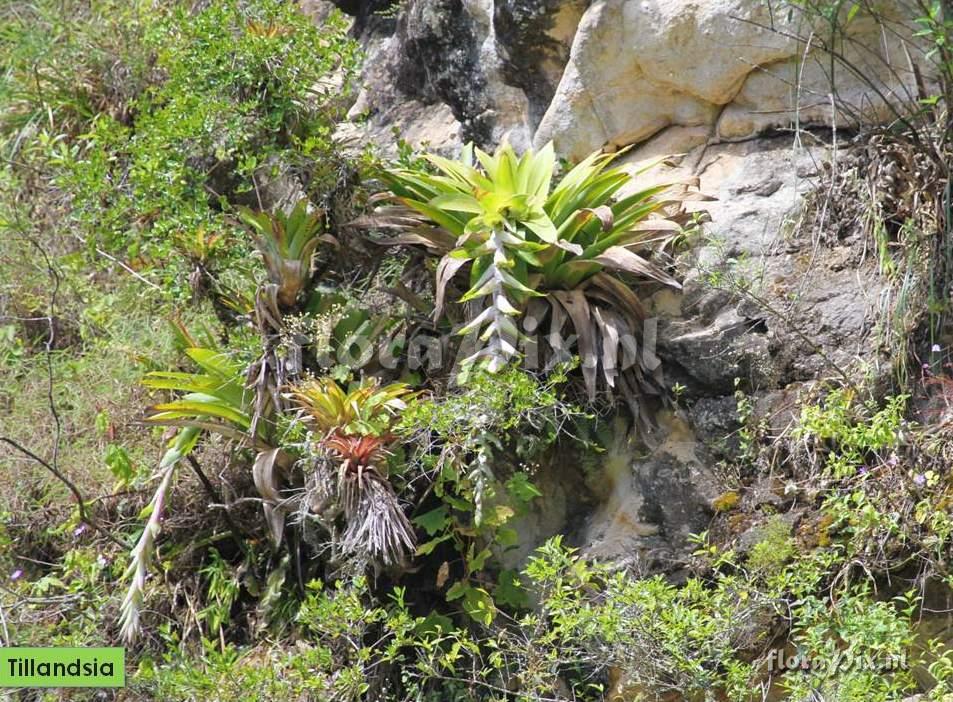 Tillandsia lymanii?