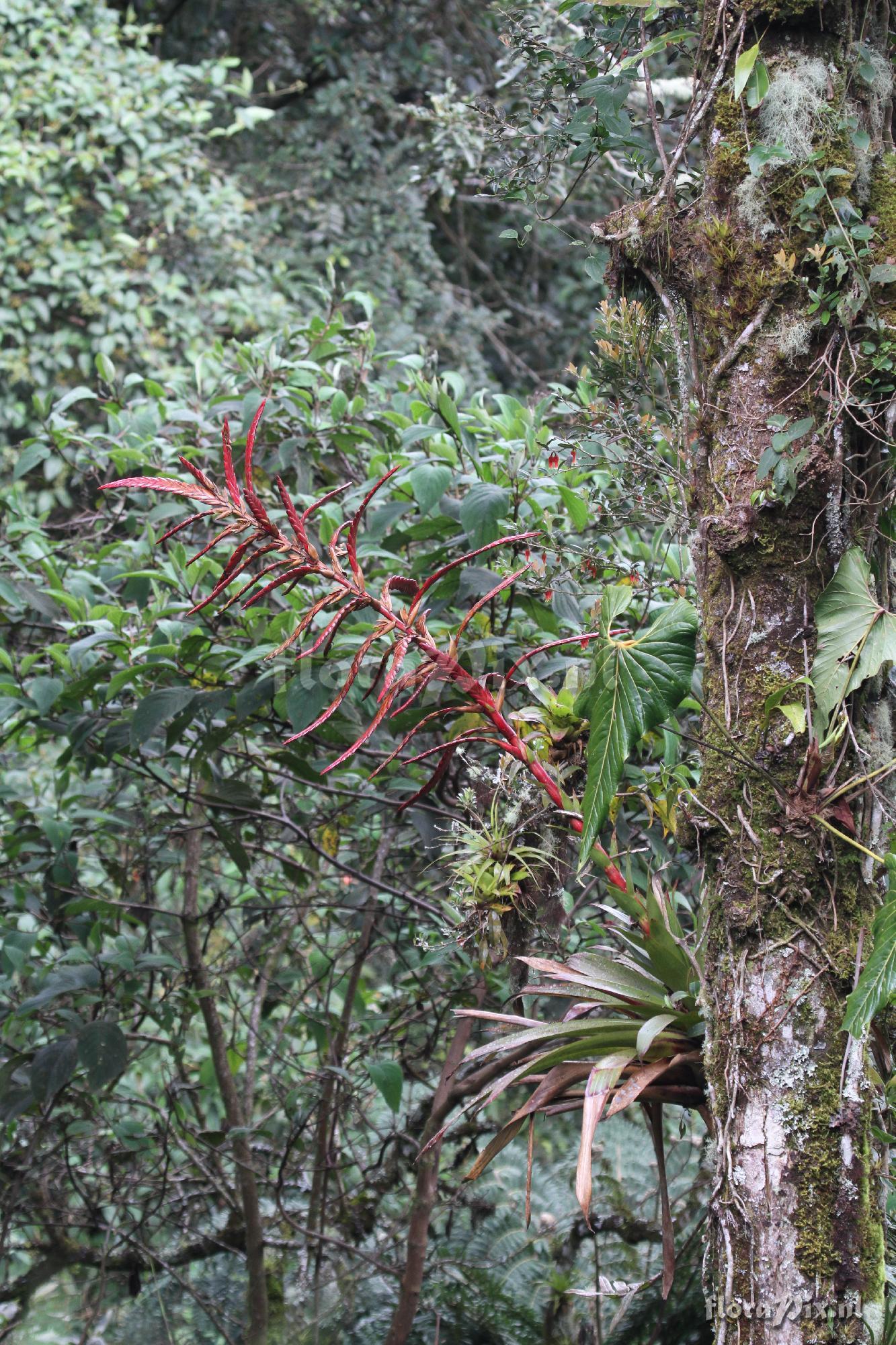 Tillandsia fendleri