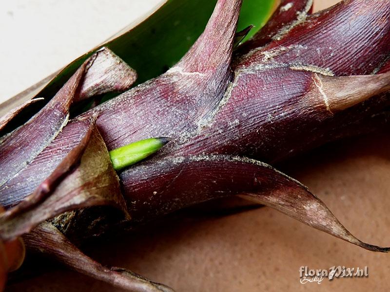 Pitcairnia atrorubens