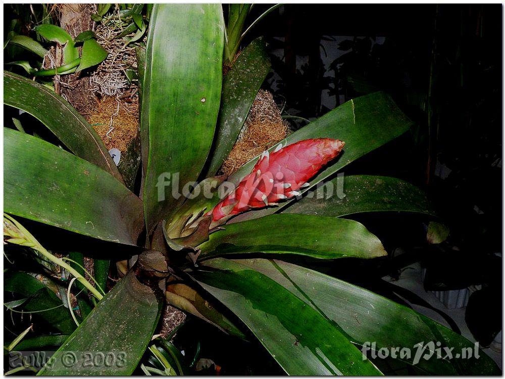 Guzmania desautelsii