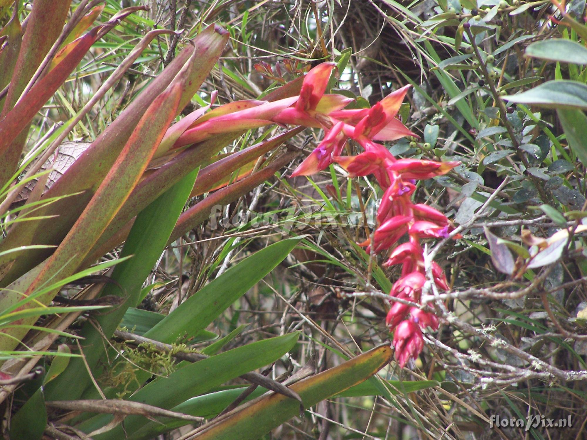 Tillandsia sp.