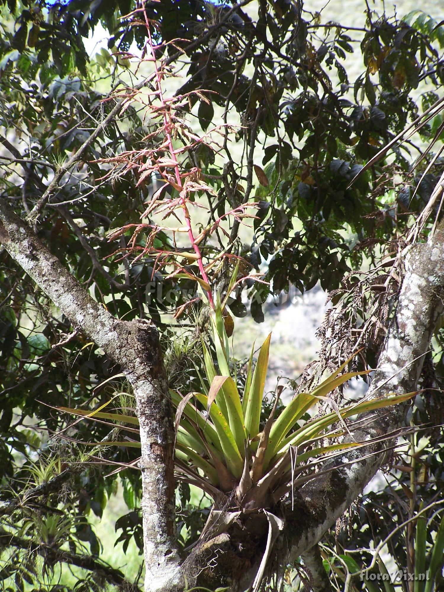 Tillandsia sp.