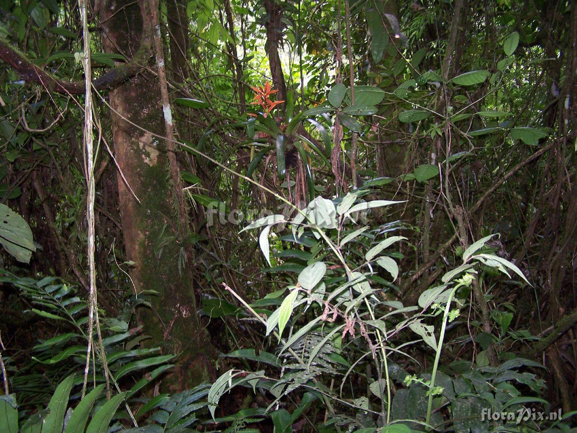 Vriesea zamorensis