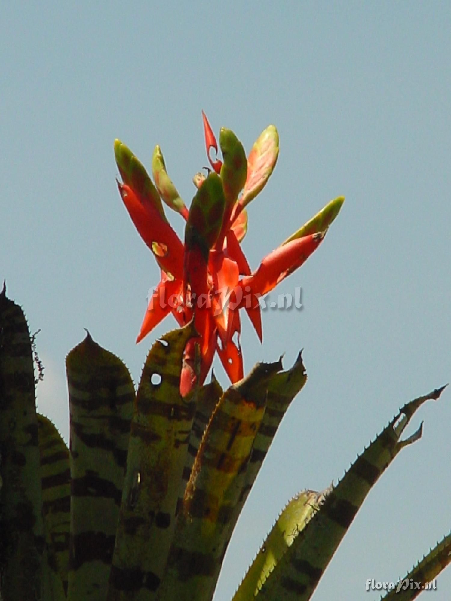 Aechmea zebrina