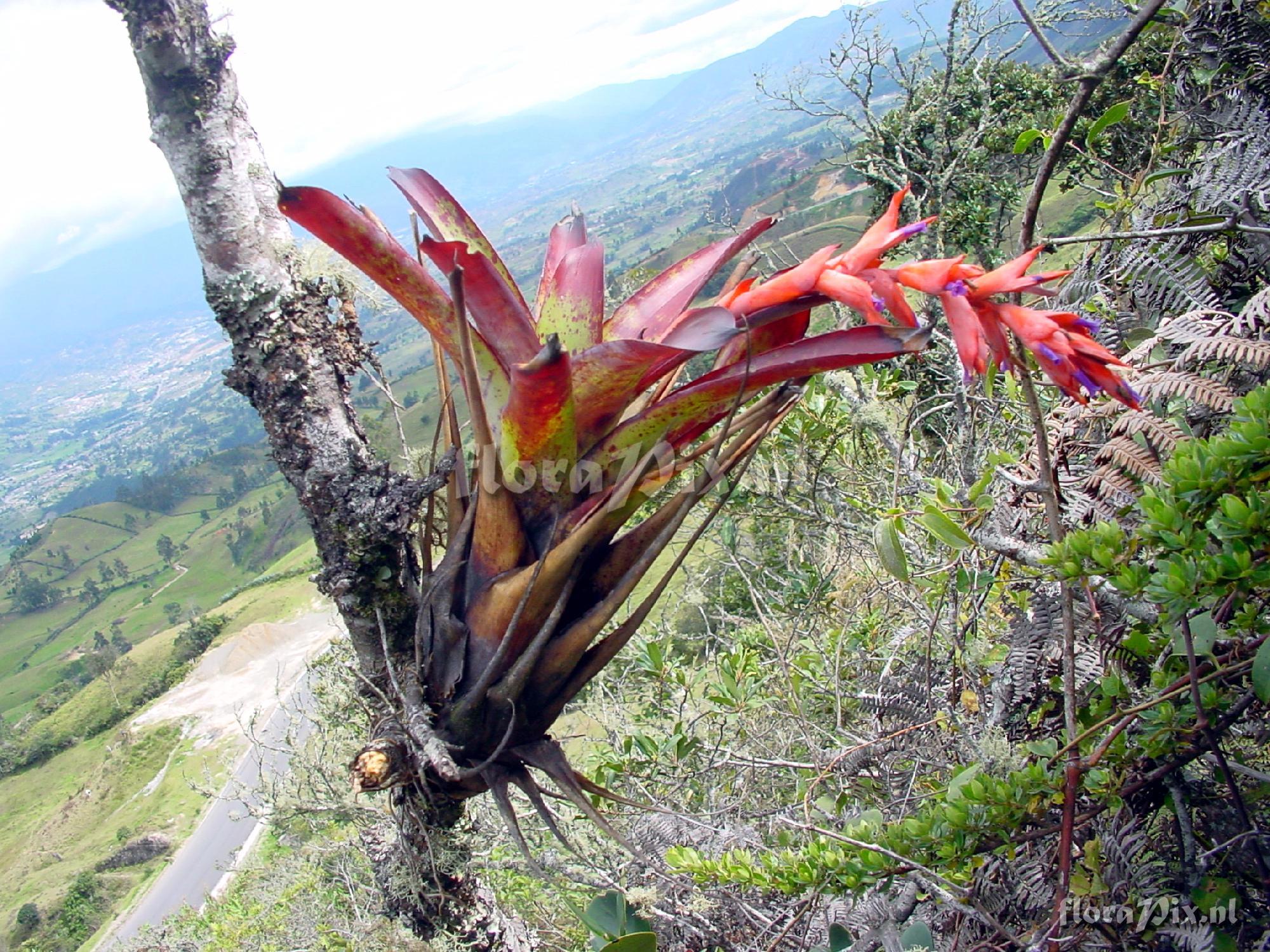 Tillandsia humboldtii