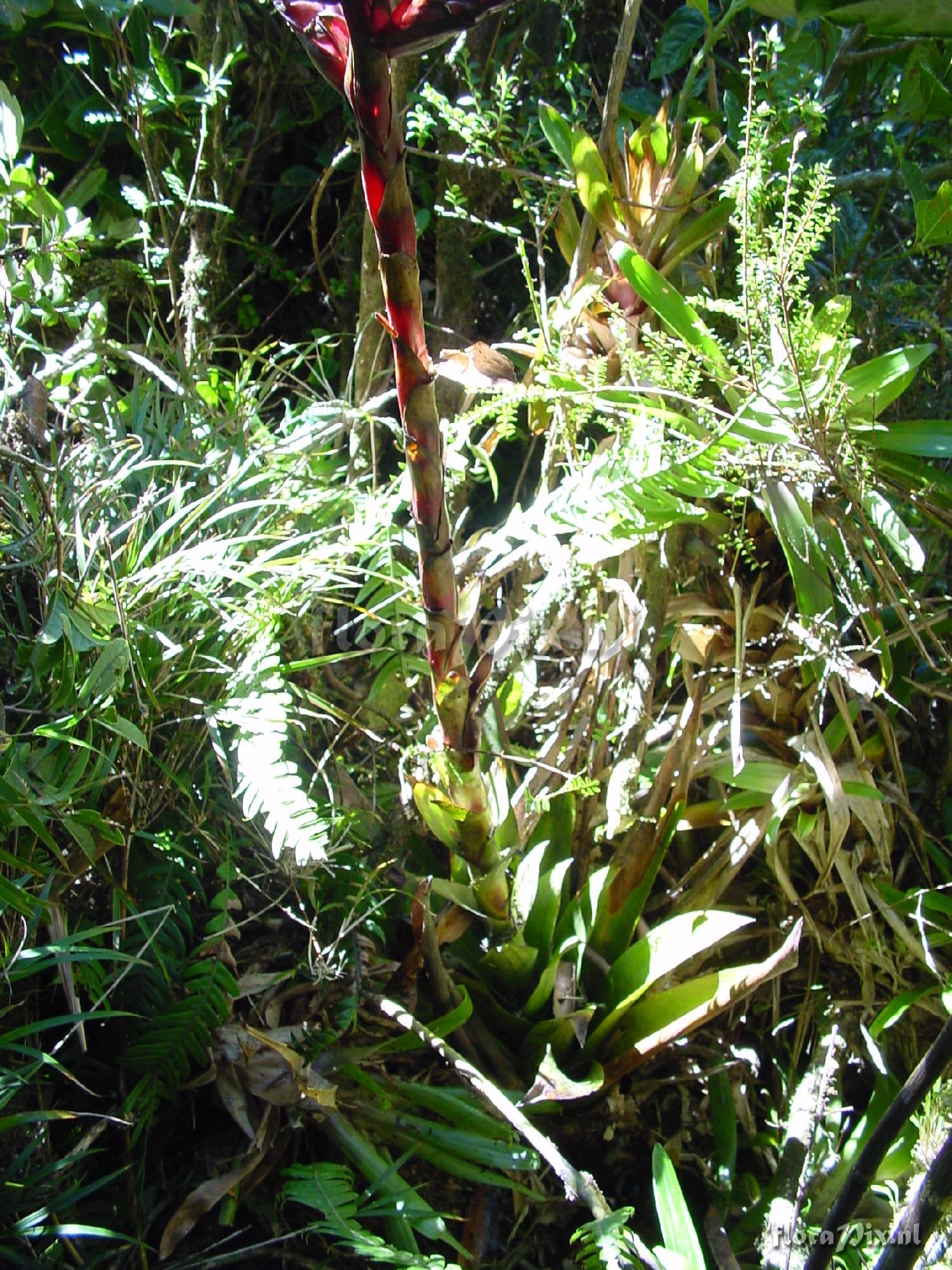 Tillandsia sp.