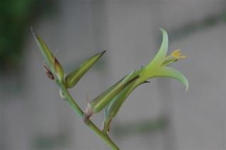 Puya mirabilis