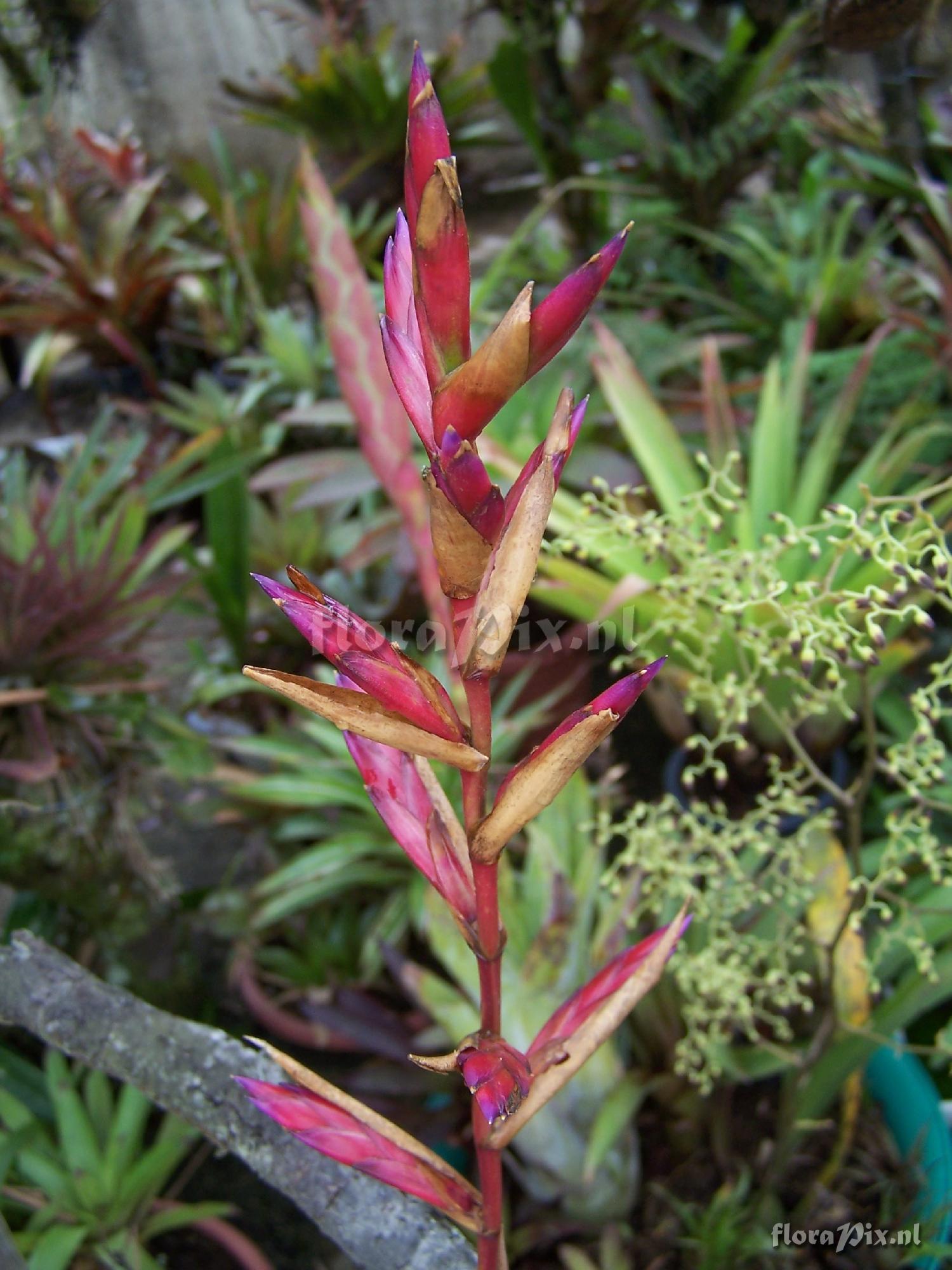 Tillandsia sp.