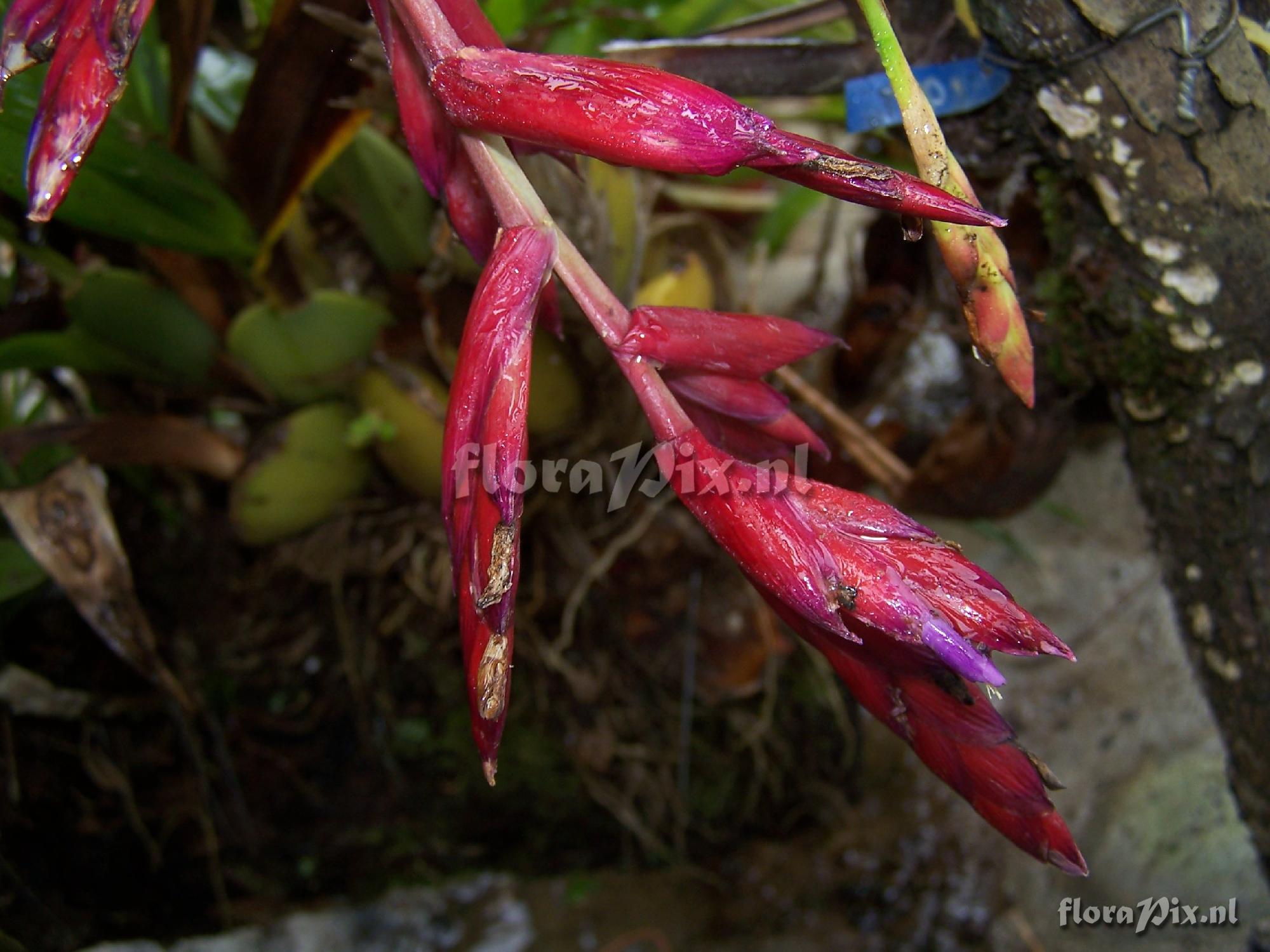 Tillandsia sp.