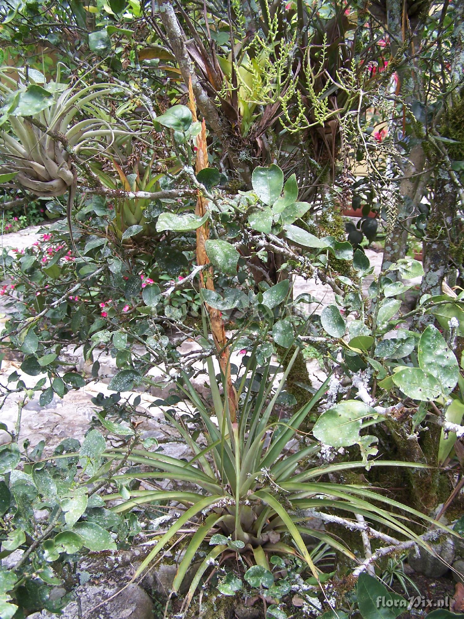 Vriesea sp.