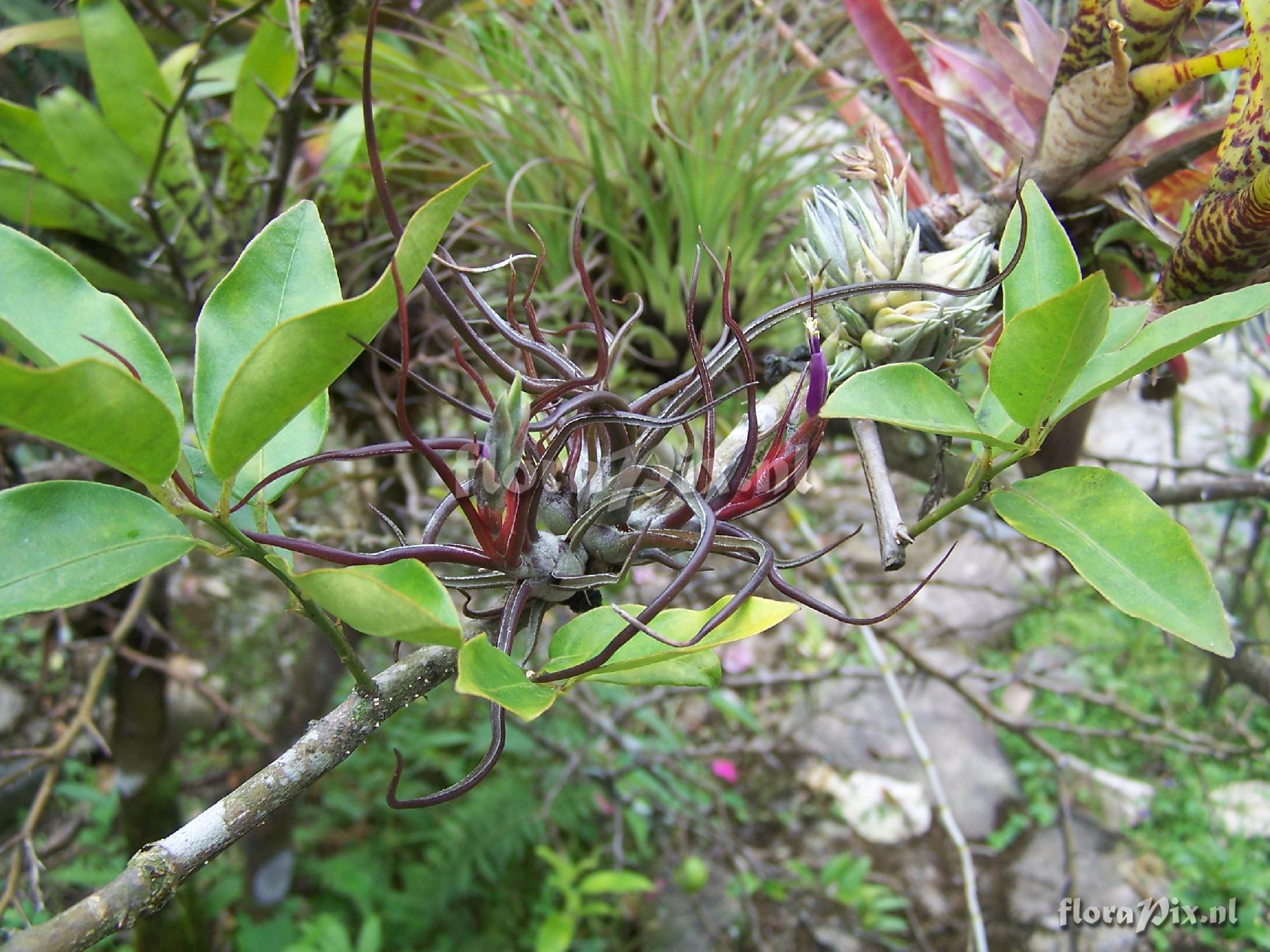 Tillandsia bulbosa