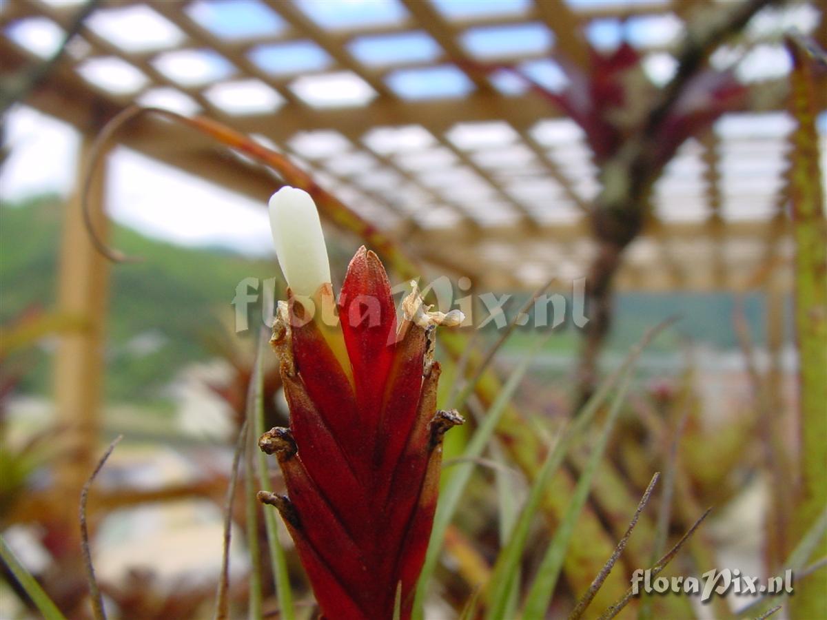 Tillandsia hemkeri