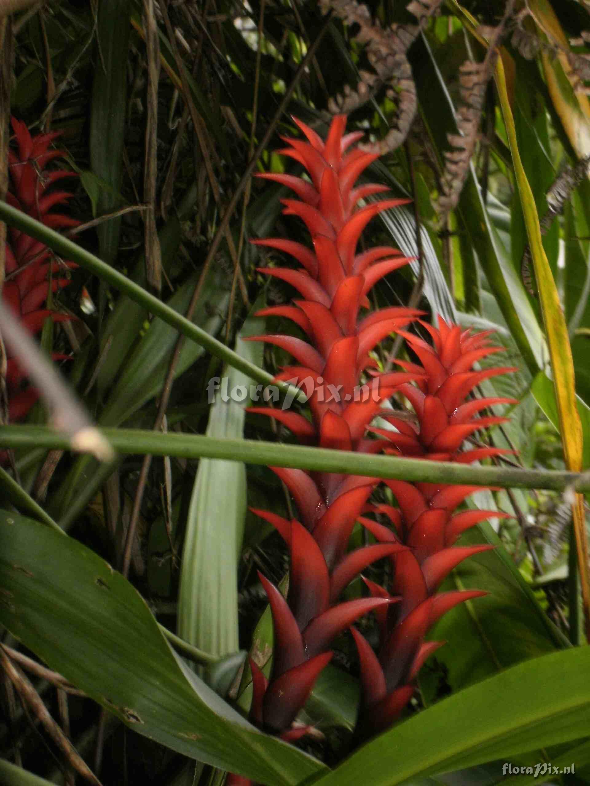 Pitcairnia sp?