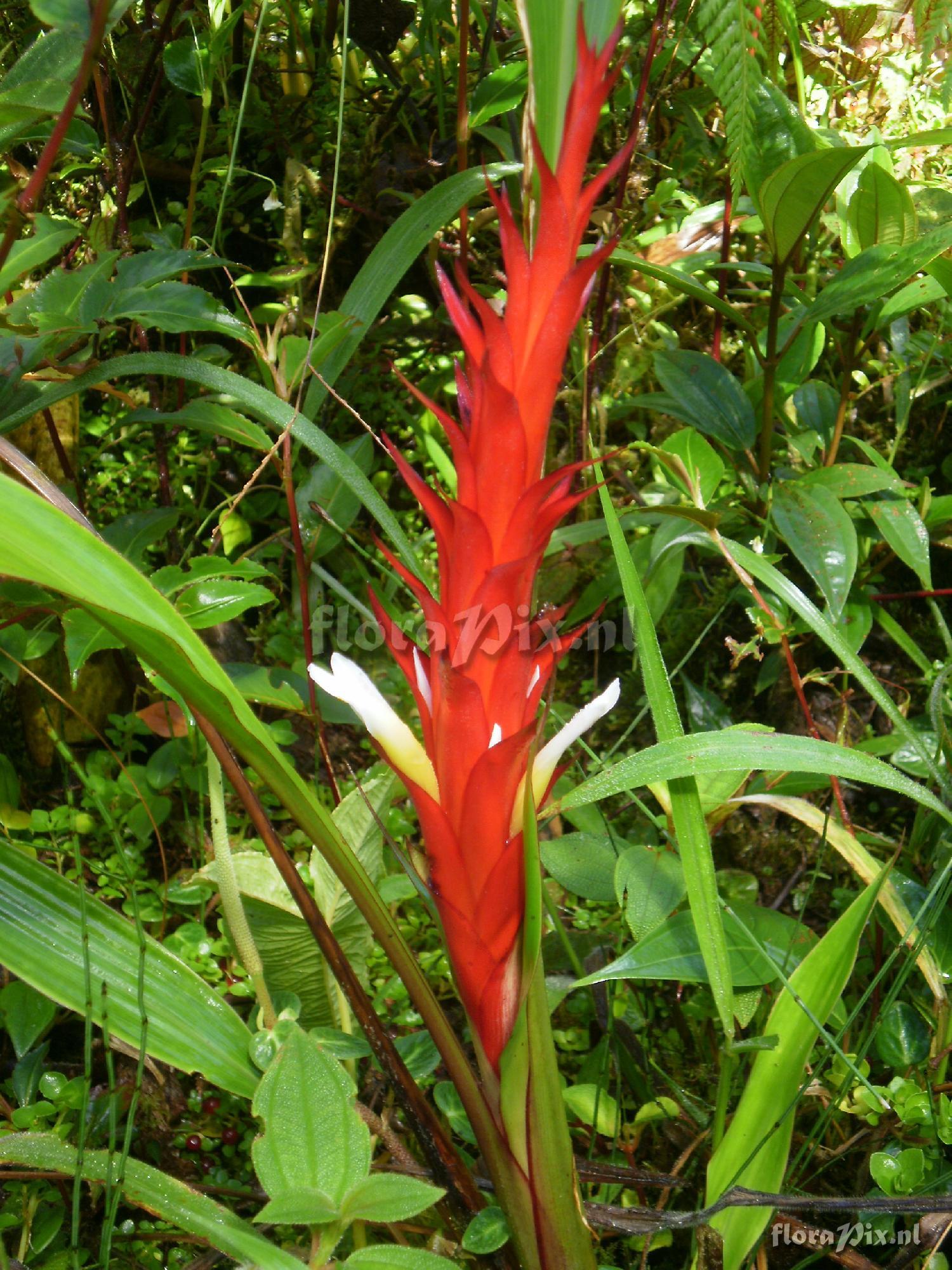 Pitcairnia sp?