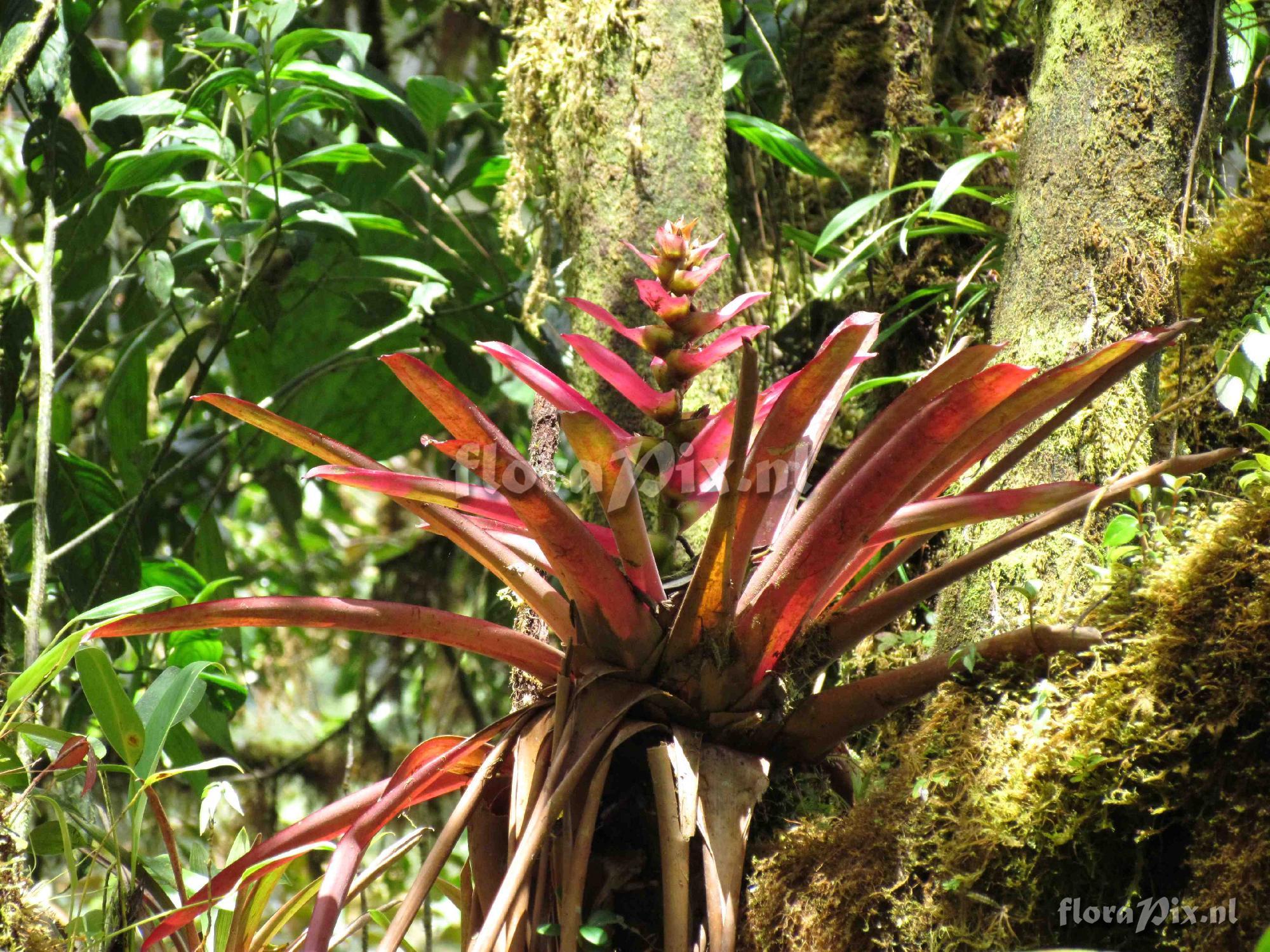 Guzmania kressii