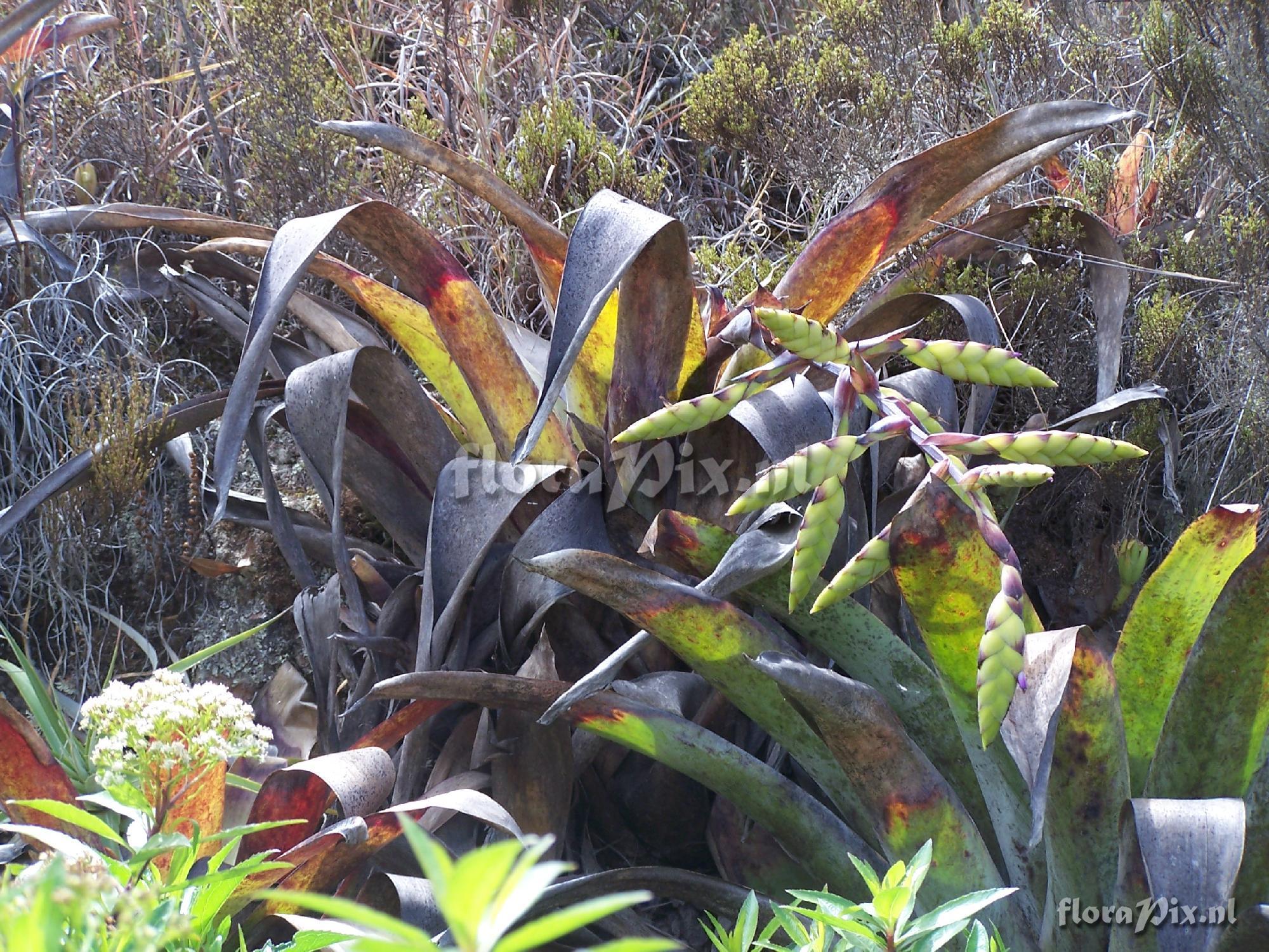 Tillandsia lymanii