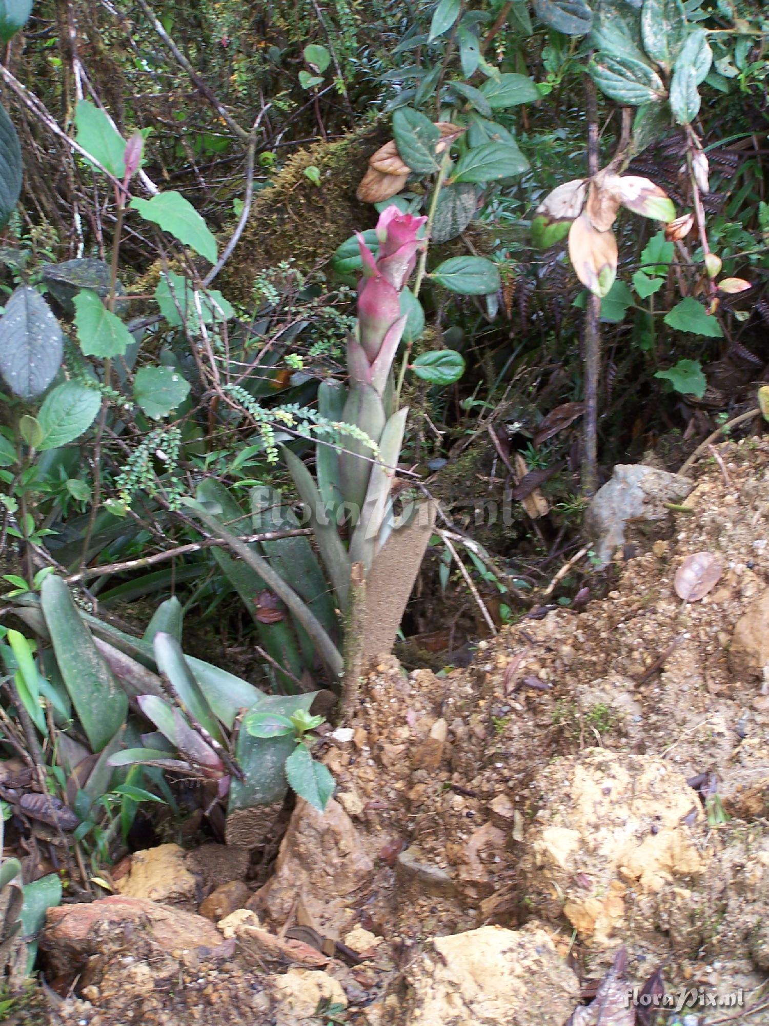 Guzmania lychnis