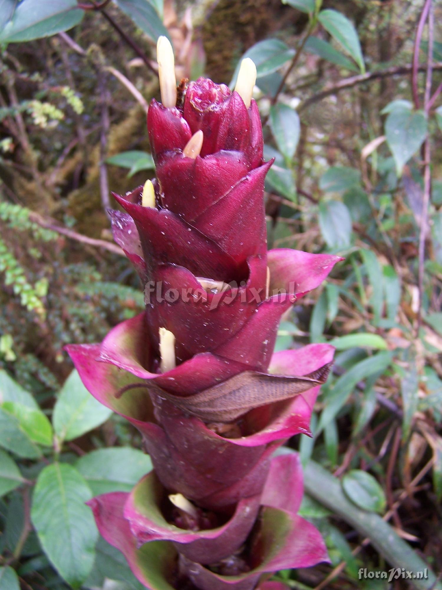 Guzmania lychnis