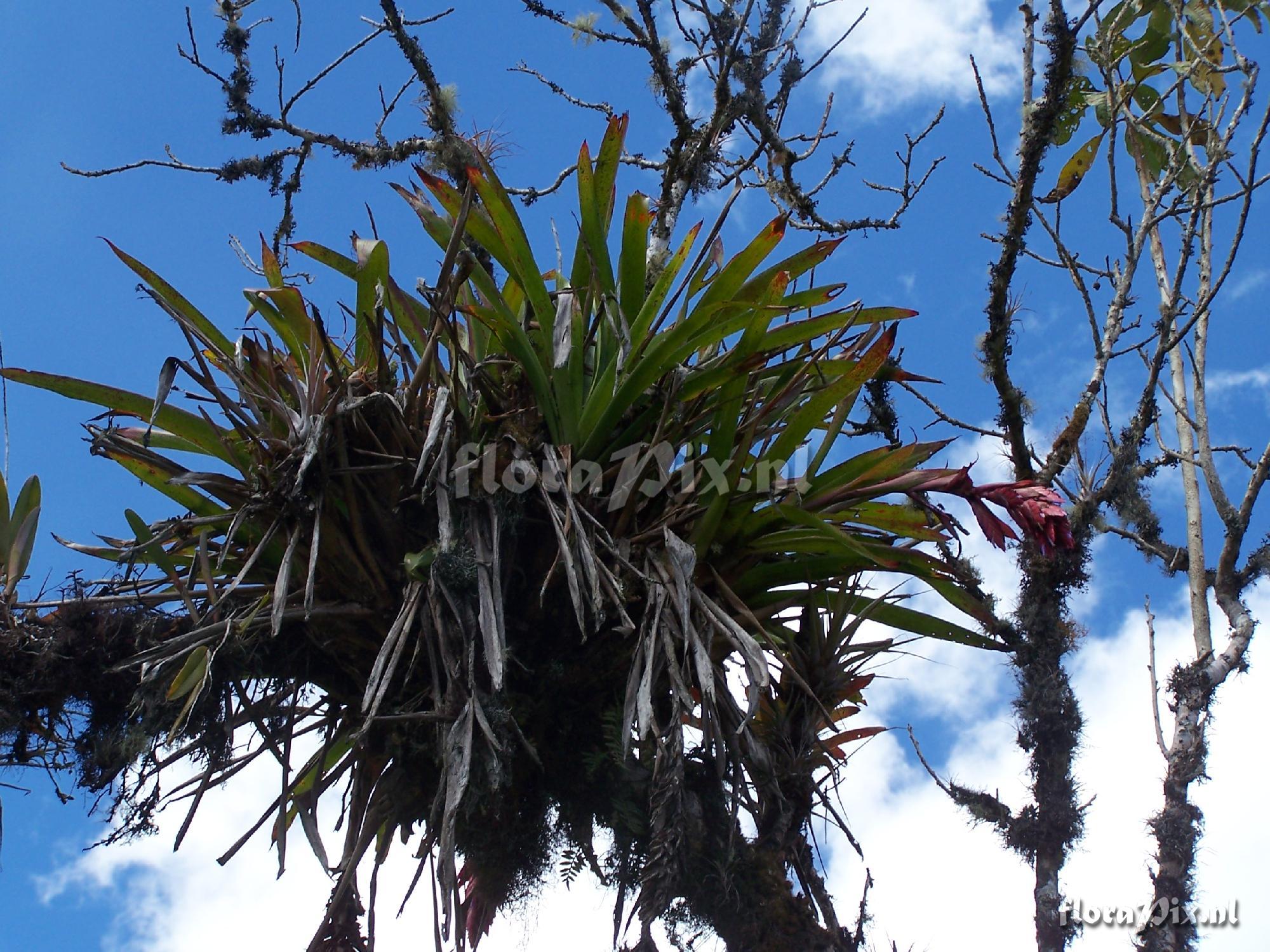 Tillandsia sp.