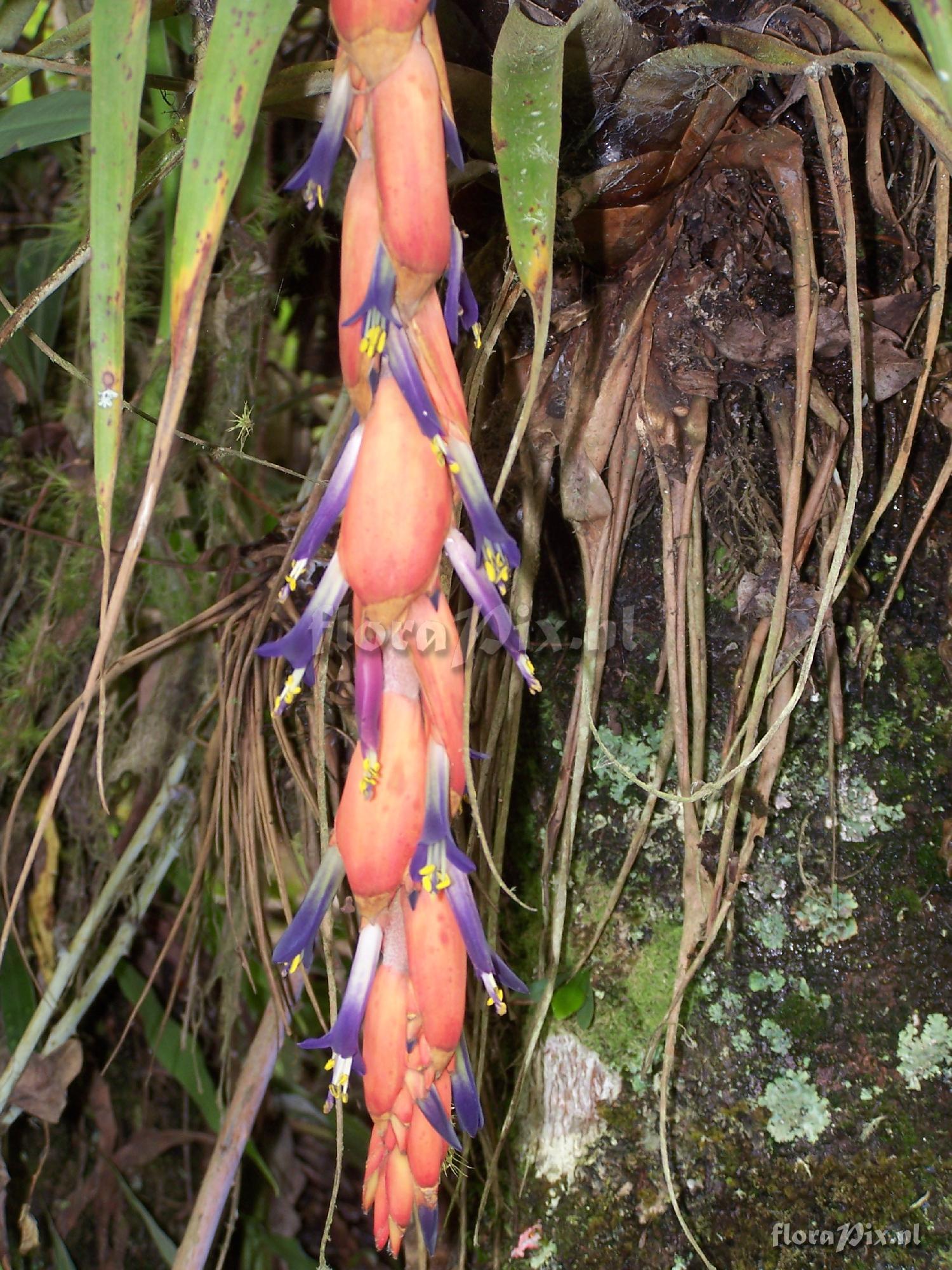 Vriesea tequendamae