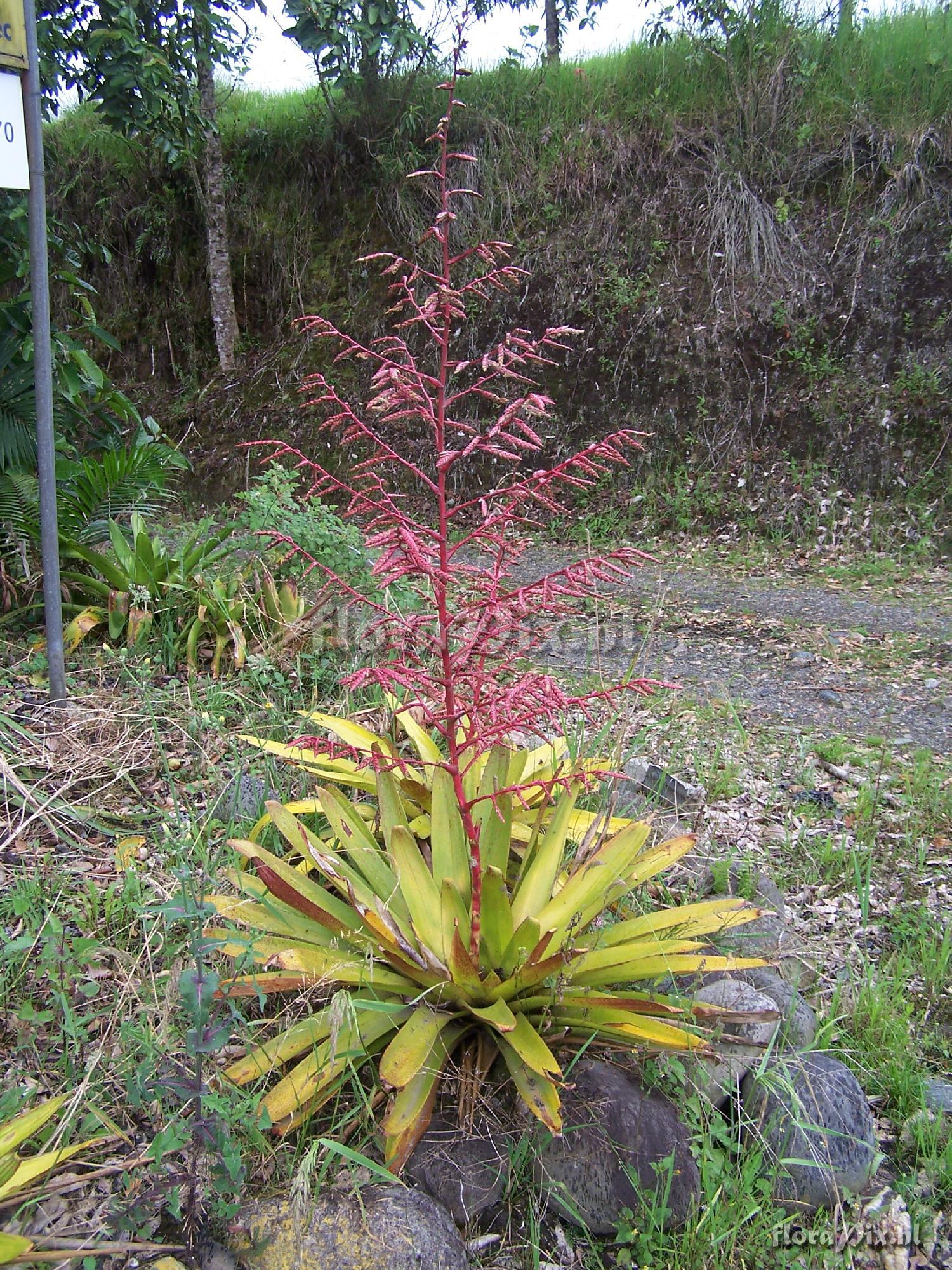 Tillandsia tovarensis