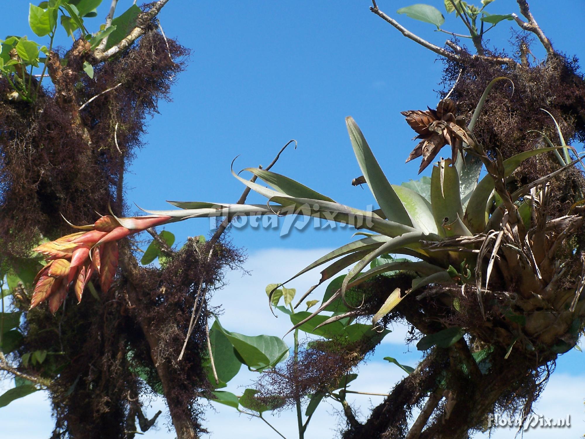 Tillandsia confertiflora