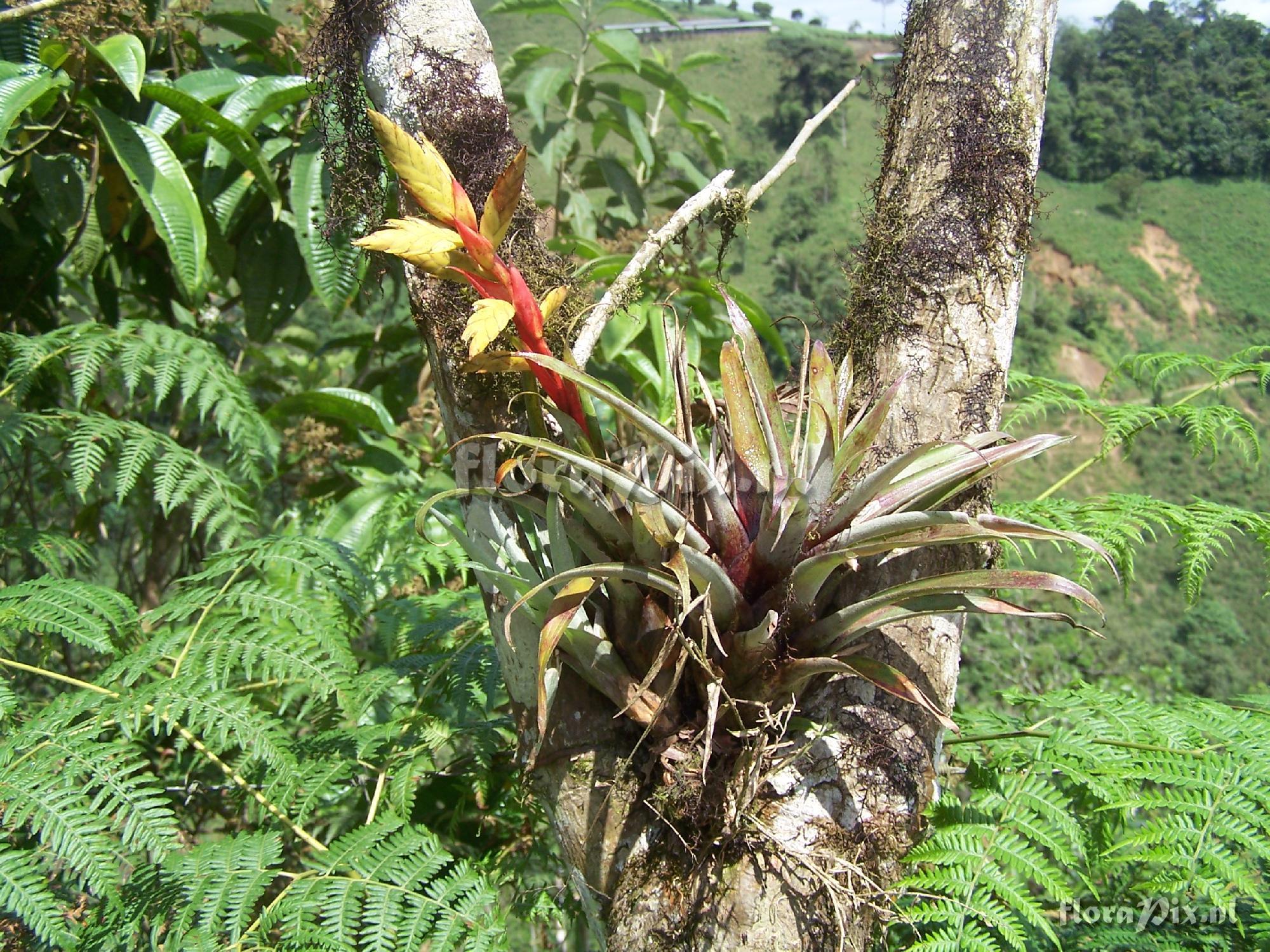 Tillandsia confinis var. caudata