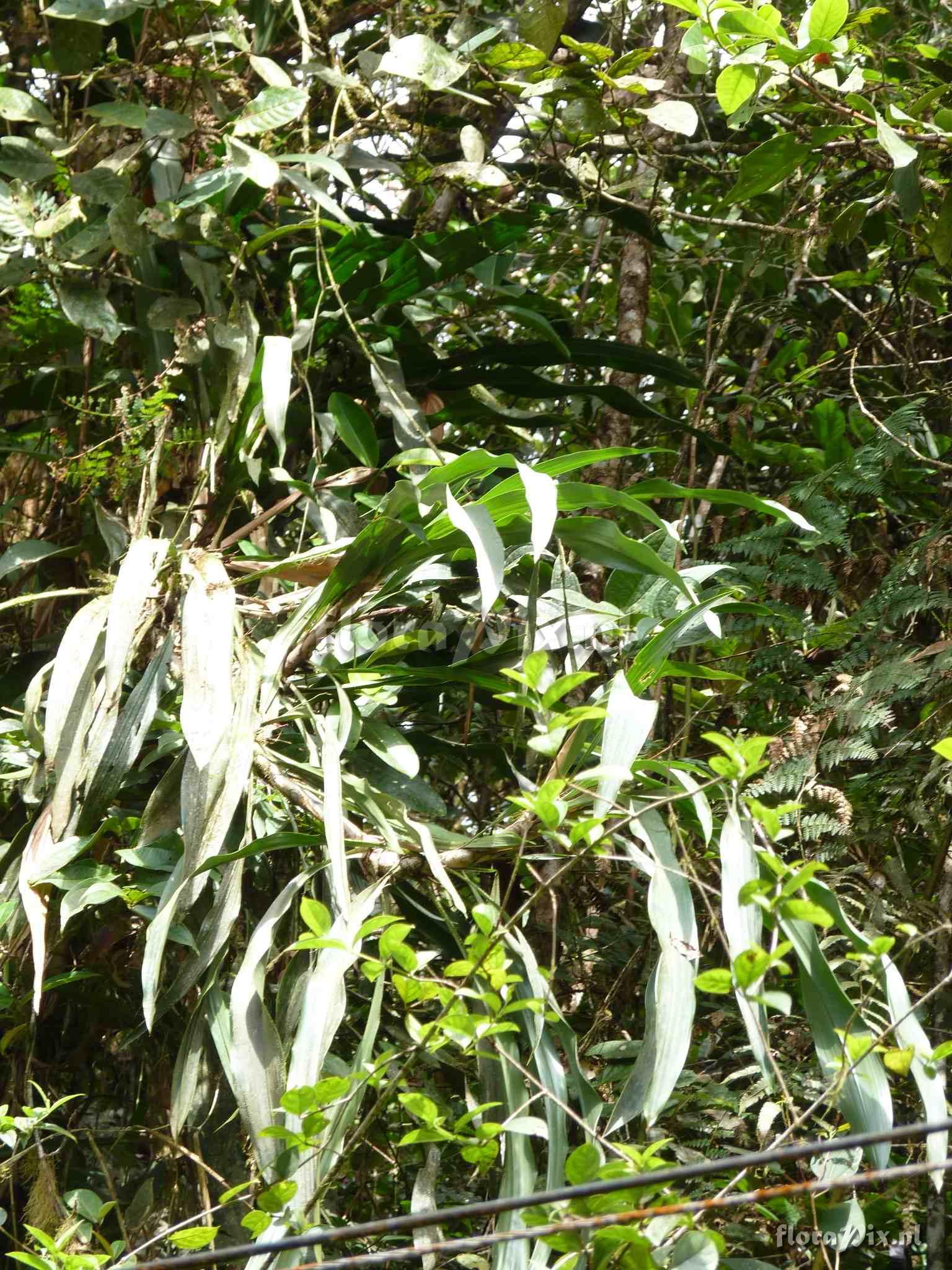 Pitcairnia brunnescens