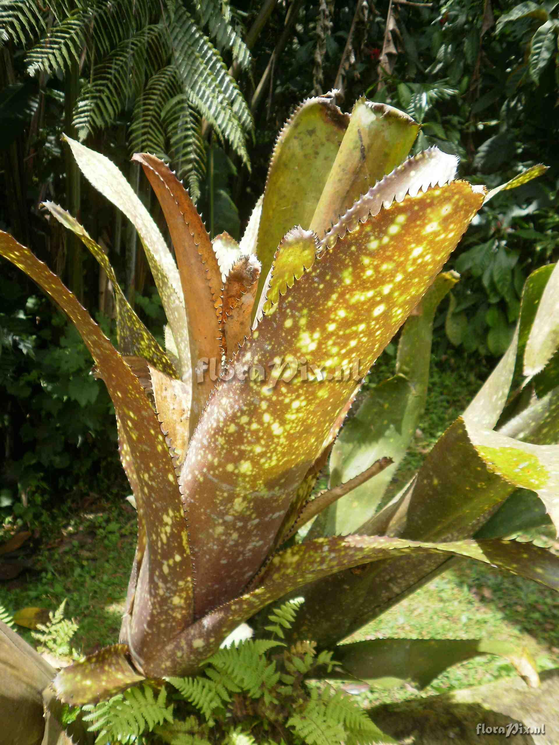 Billbergia stenopetala