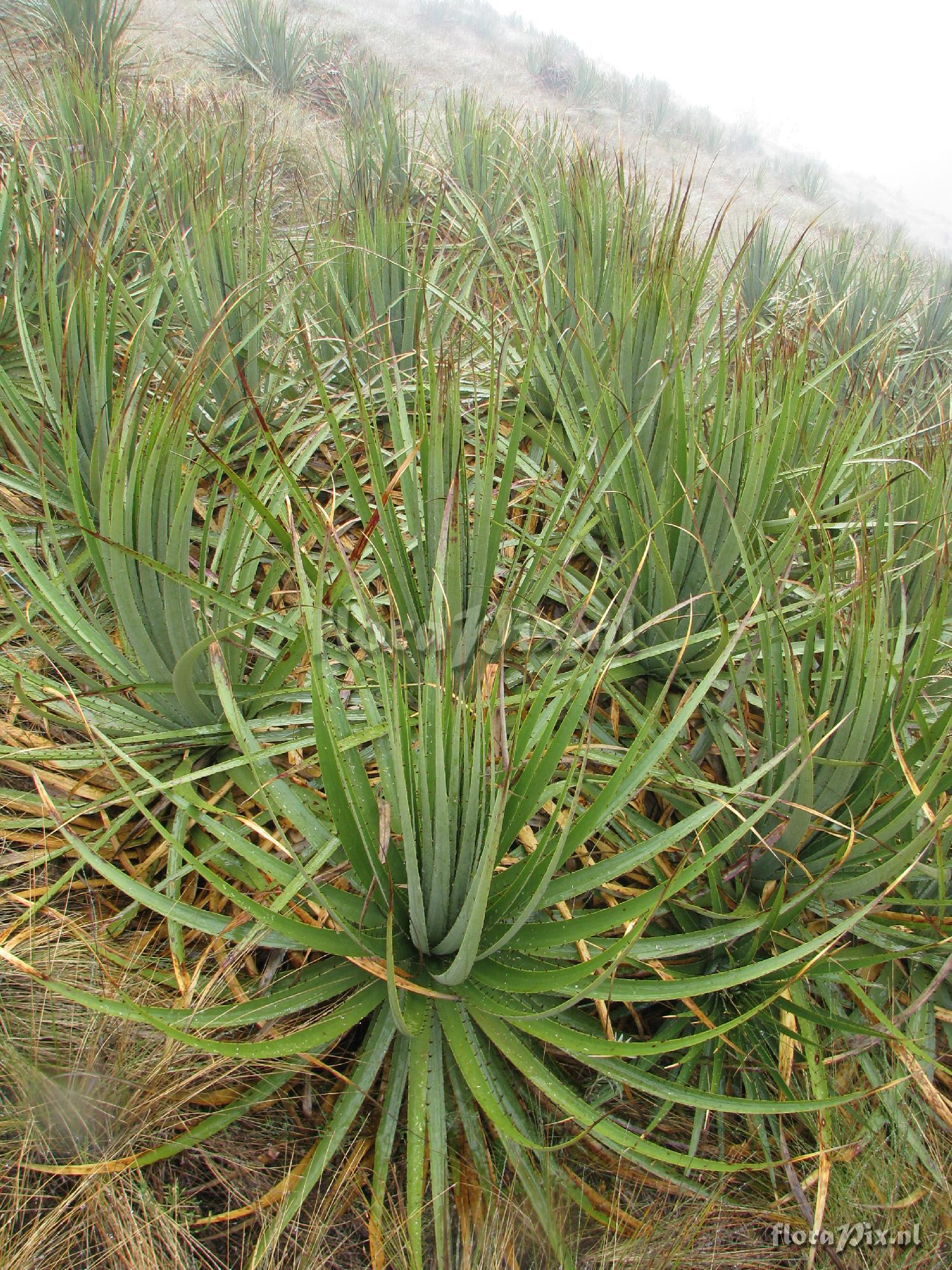 Puya membranacea