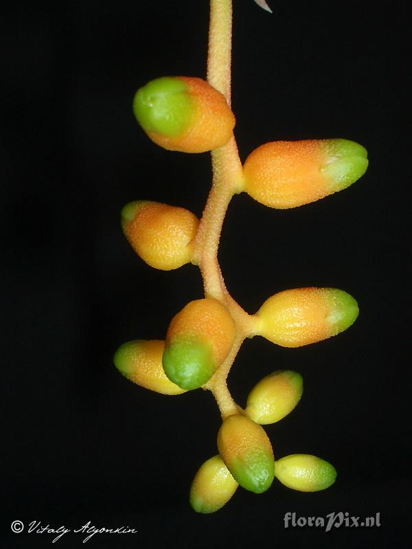 Aechmea racinae var. tubiforme