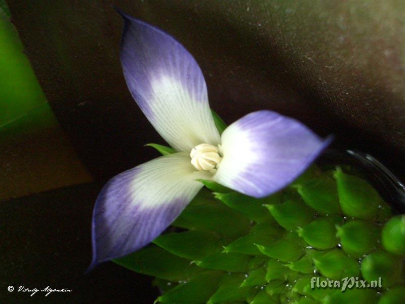 Neoregelia binotii