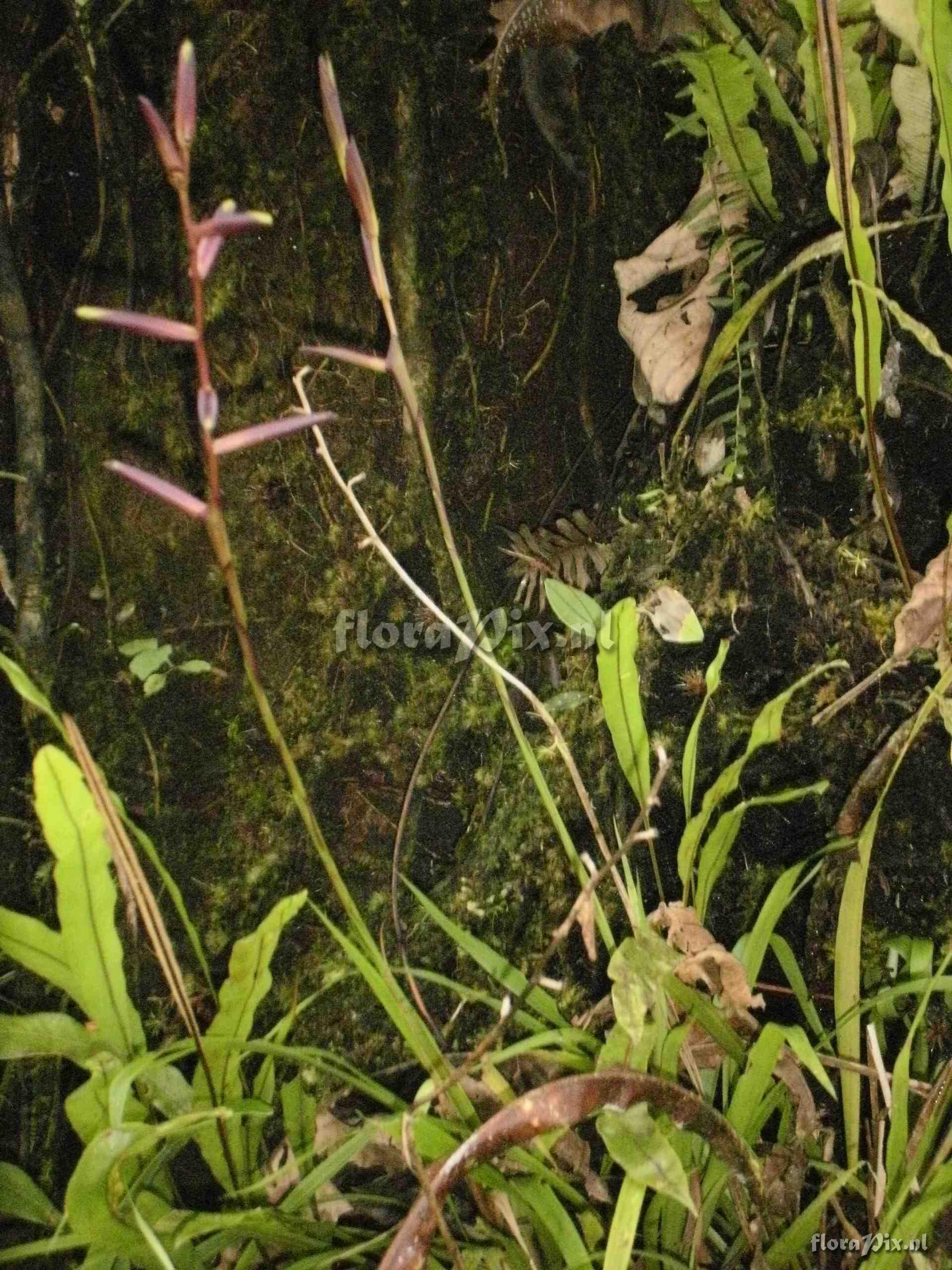 Guzmania dissitiflora