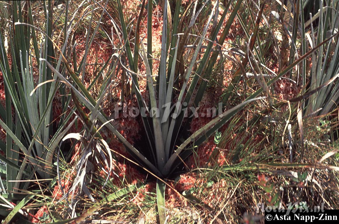 Puya dasylerioides