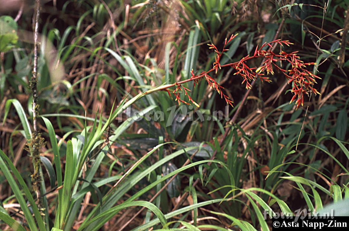 Guzmania paniculata