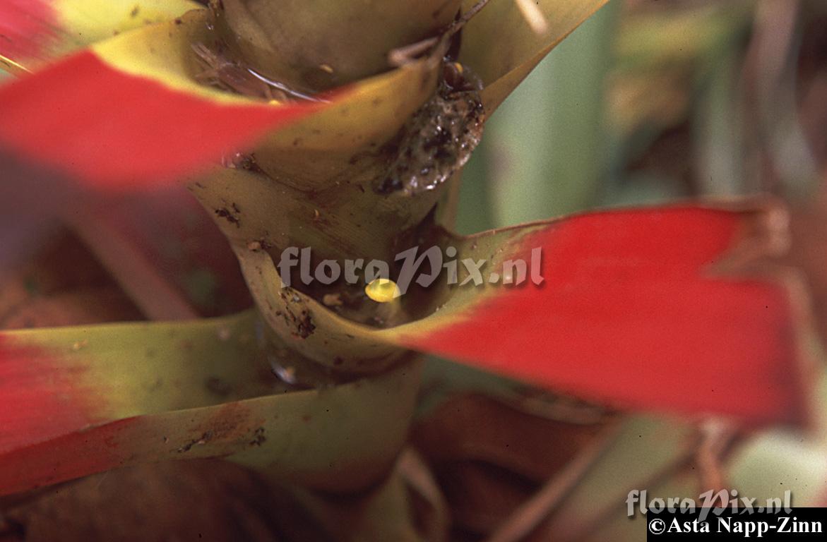 Guzmania squarrosa