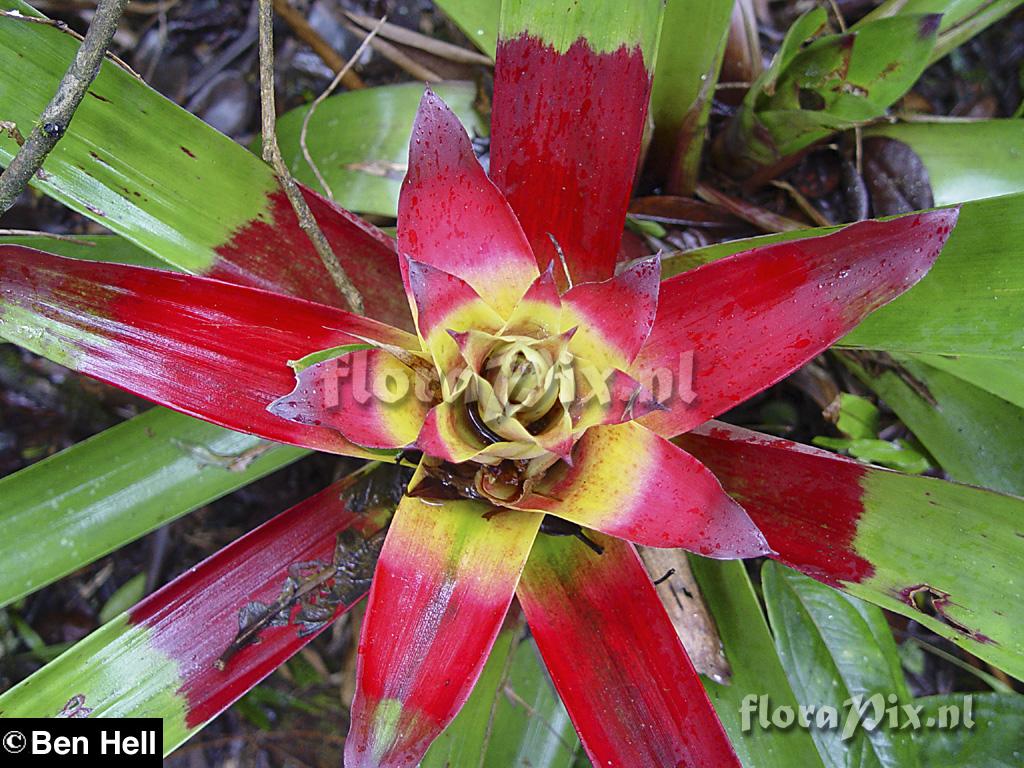 Guzmania squarrosa