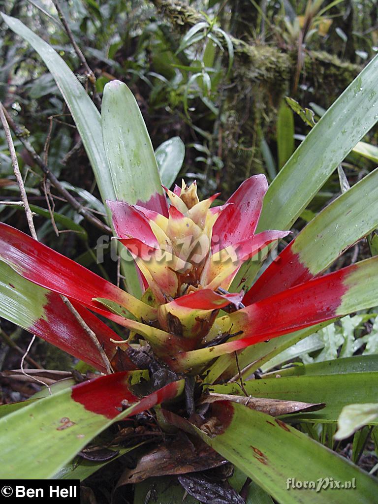 Guzmania squarrosa