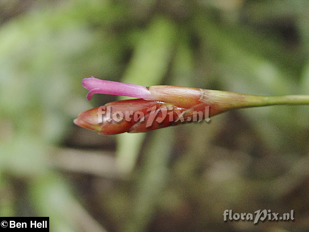 Tillandsia complanata