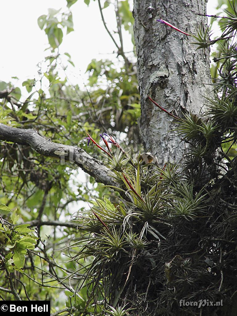 Vriesea (Tillandsia) espinosae