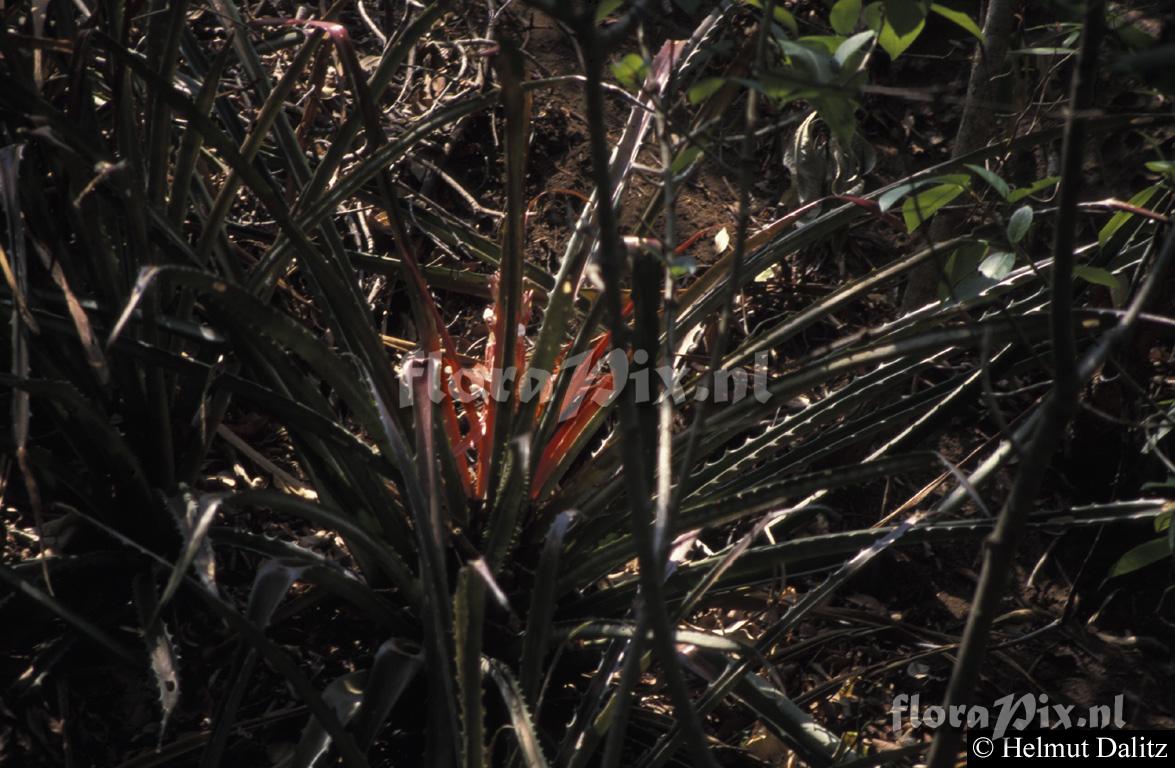 Bromelia pinguin