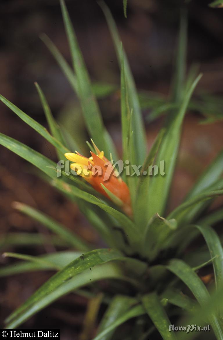 Guzmania nicaraguensis