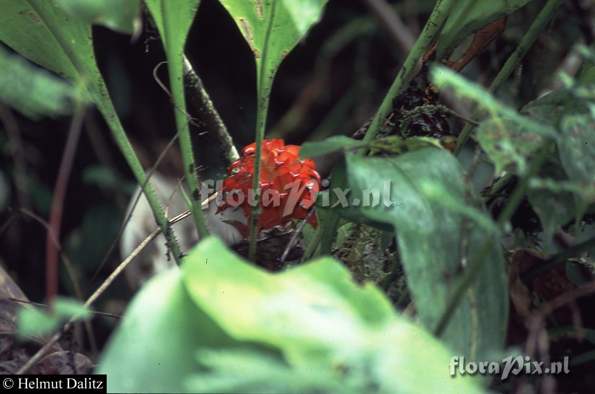 Pitcairnia nigra