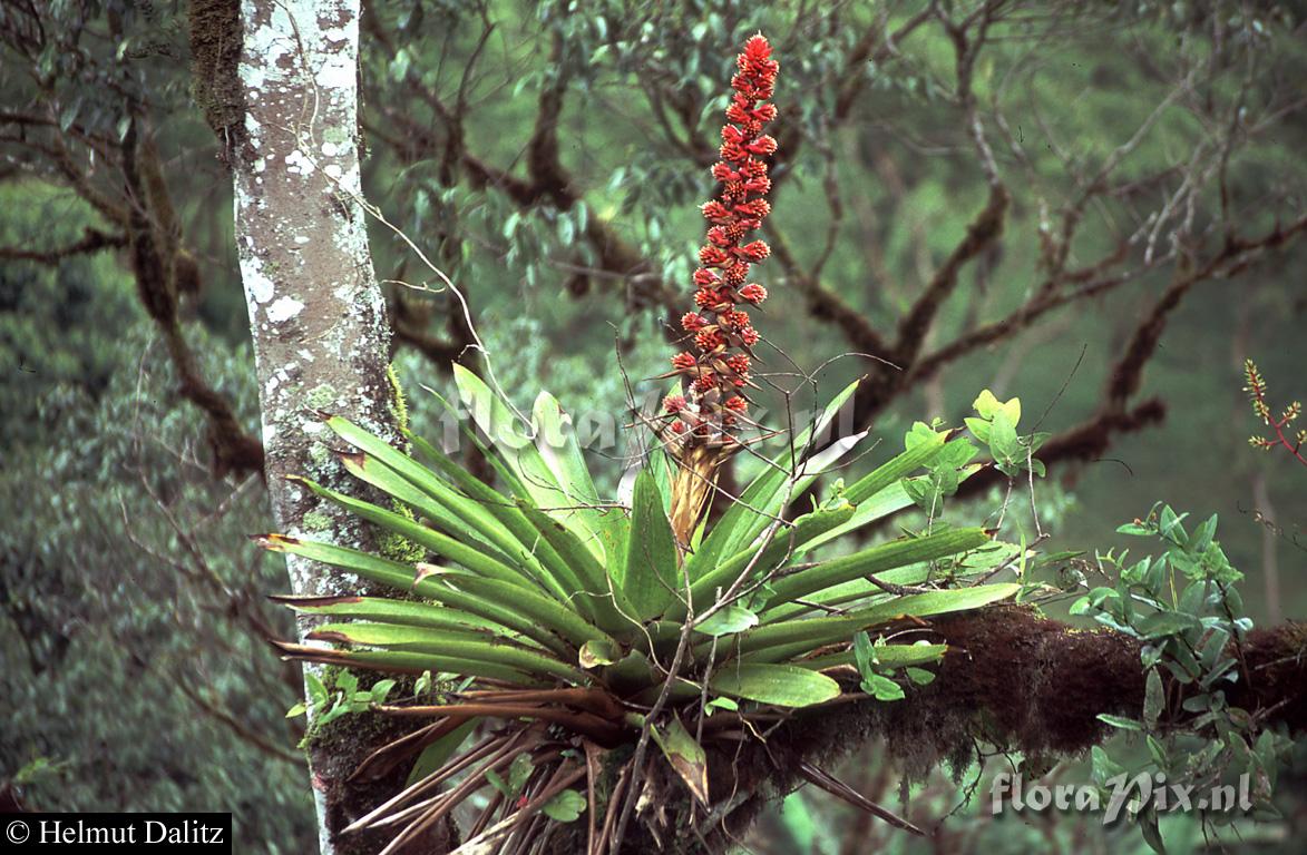 Mezobromelia capituligera