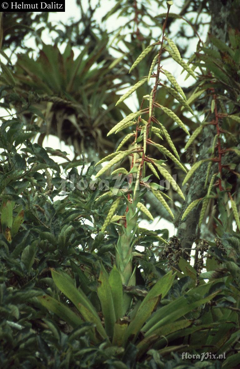  Tillandsia fendleri