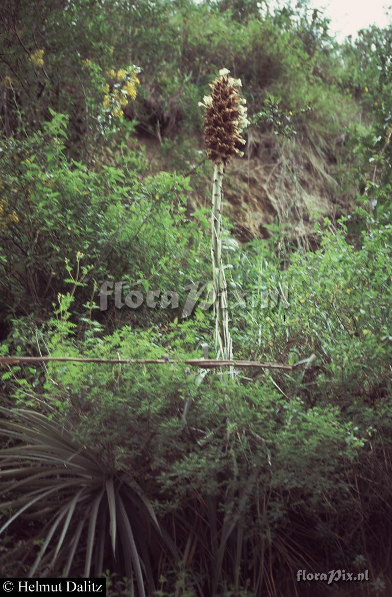 Puya glomerifera