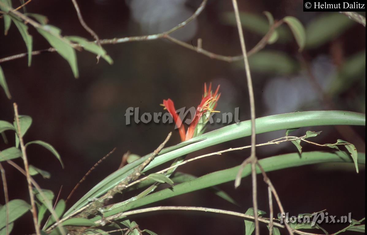 Pitcairnia riparia